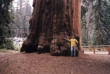 Sequoia Baum