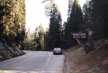 Seqouia NP