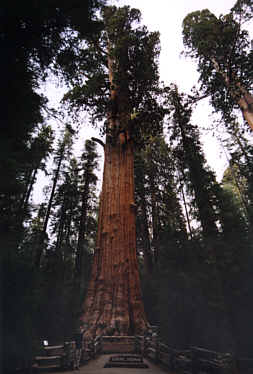 General Sherman Tree