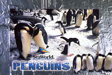 Pinguine (Postkarte)